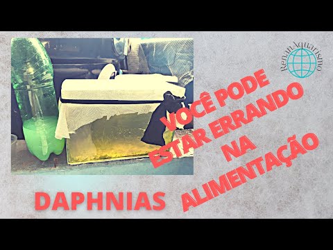 Vídeo: Por que Daphnia é bom para experimentos?