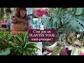 Cest pas un plantes tour mais presque  monstera  orchidee  fougeres  hoyas  pothos  etc