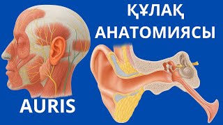 картинка: ҚҰЛАҚ АНАТОМИЯСЫ | AURIS | ТОЛЫҚ НҰСҚА | ЛАТЫНША