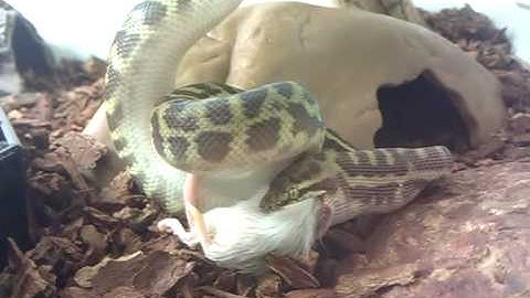 Snake eating a mouse - Stimsons Python