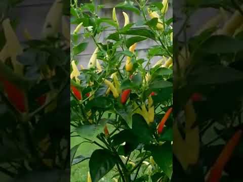 #pertanian #petani #berkebun #panen #cabe di Gresik Kota Mas