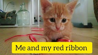 Little cat and ribbon!