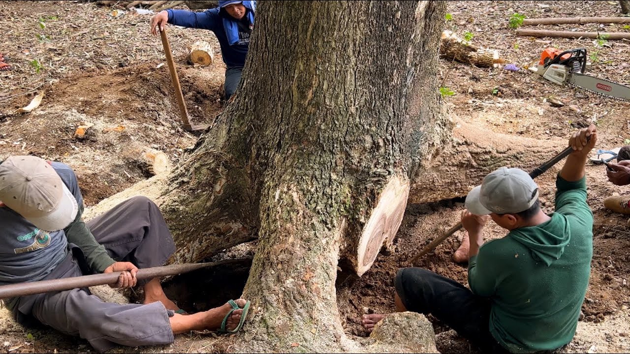 Hard Work Cut The Tree From The Top To The Root YouTube hard-work-cut-the-tree-from-the-top-to-the-root-youtube