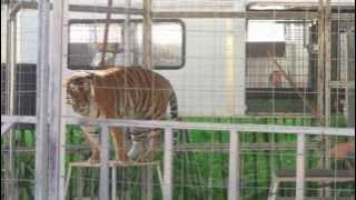 Amazing Liger/Lion and Rare Tigers Show MUST SEE