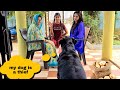 My Rottweiler is a thief||my dog steals every thing||funny dog video