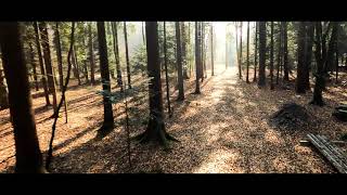 Cinematic  Cinewhoop  Gopro  The Forest