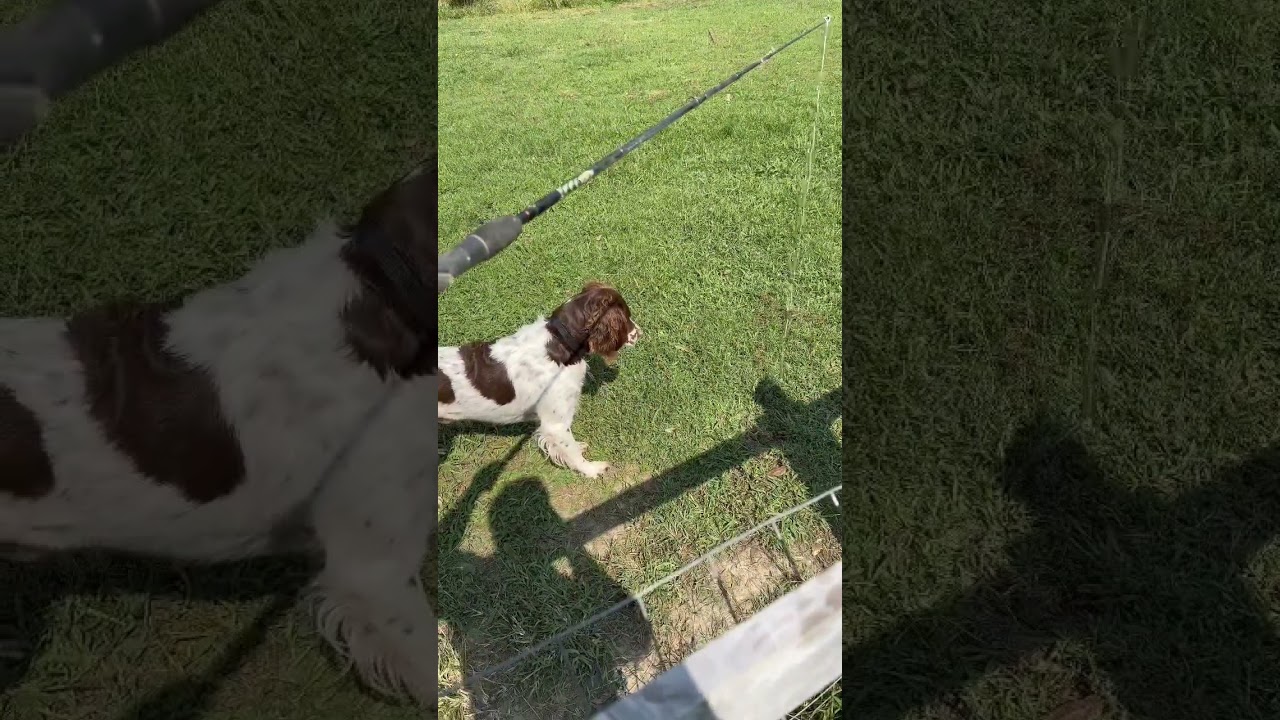 How do you train a bird dog to point? 