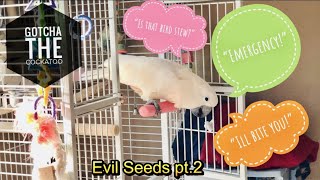 Evil Seeds! Hilarious Vocabulary 😂 pt.2 | SUBTITLED