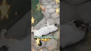 Kubbie Aja Heran Liat Kepedean Si Kemeng cat kucinglucu short