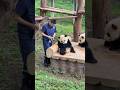 Clever Panda Plays Hide and Seek with Keeper! 🐼