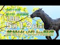 笠松けいばライブ配信R7.05.13