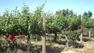 Wine Bloggers Conference 2010 in Walla Walla.mp4