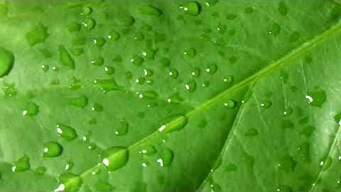 Water evaporation time lapse