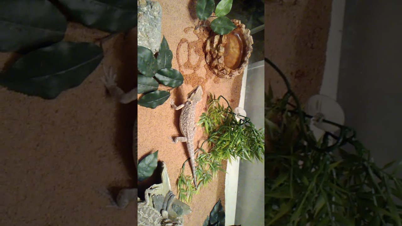 camera iphone 8 plus apk Bearded dragon