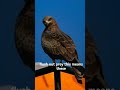 The Bird That Starts Wildfires on Purpose (Scientists Finally Proved It #environmentalscientists #