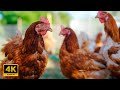 4k animal discovery the chickenrooster nature chicken animals wildlife 4k