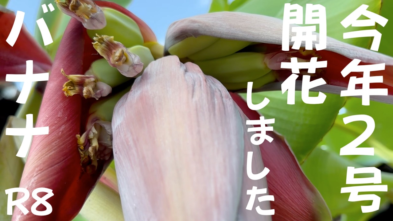 令和8年7月20日今年2号バナナ開花しました 鉢植え ドワーフナムワ