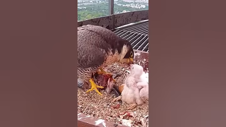 [P#1714] - Review birds nest life, the mother birds feeding her babies in their nest #birdslover