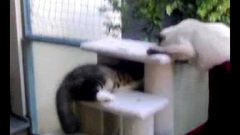 Watch the video about Neva Masquarade and a Siberian kitten playing