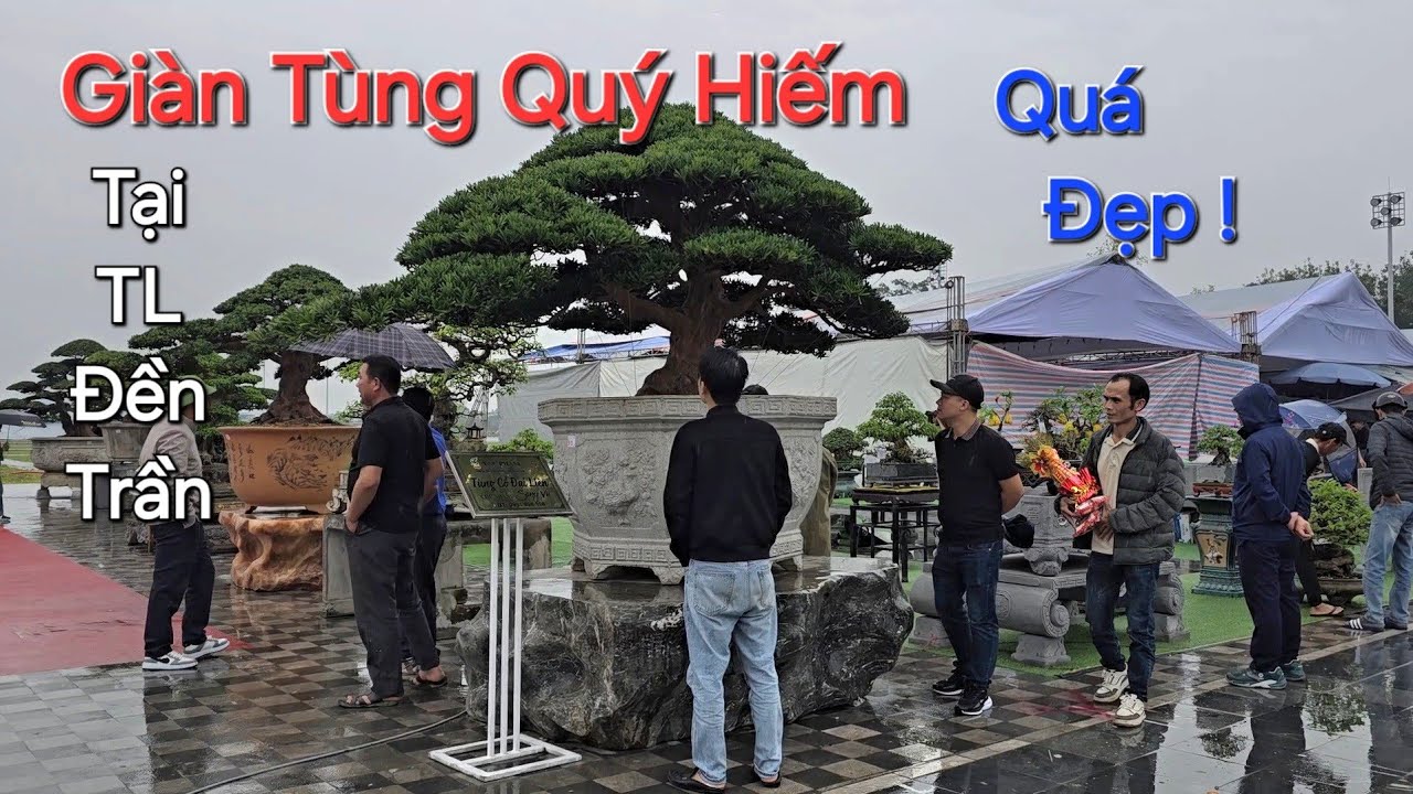 CHIÊM NGƯỠNG GIÀN TÙNG QUÝ HIẾM , Cây Nào cây đấy đều TUYỆT ĐẸP ở TL ĐỀN TRẦN .