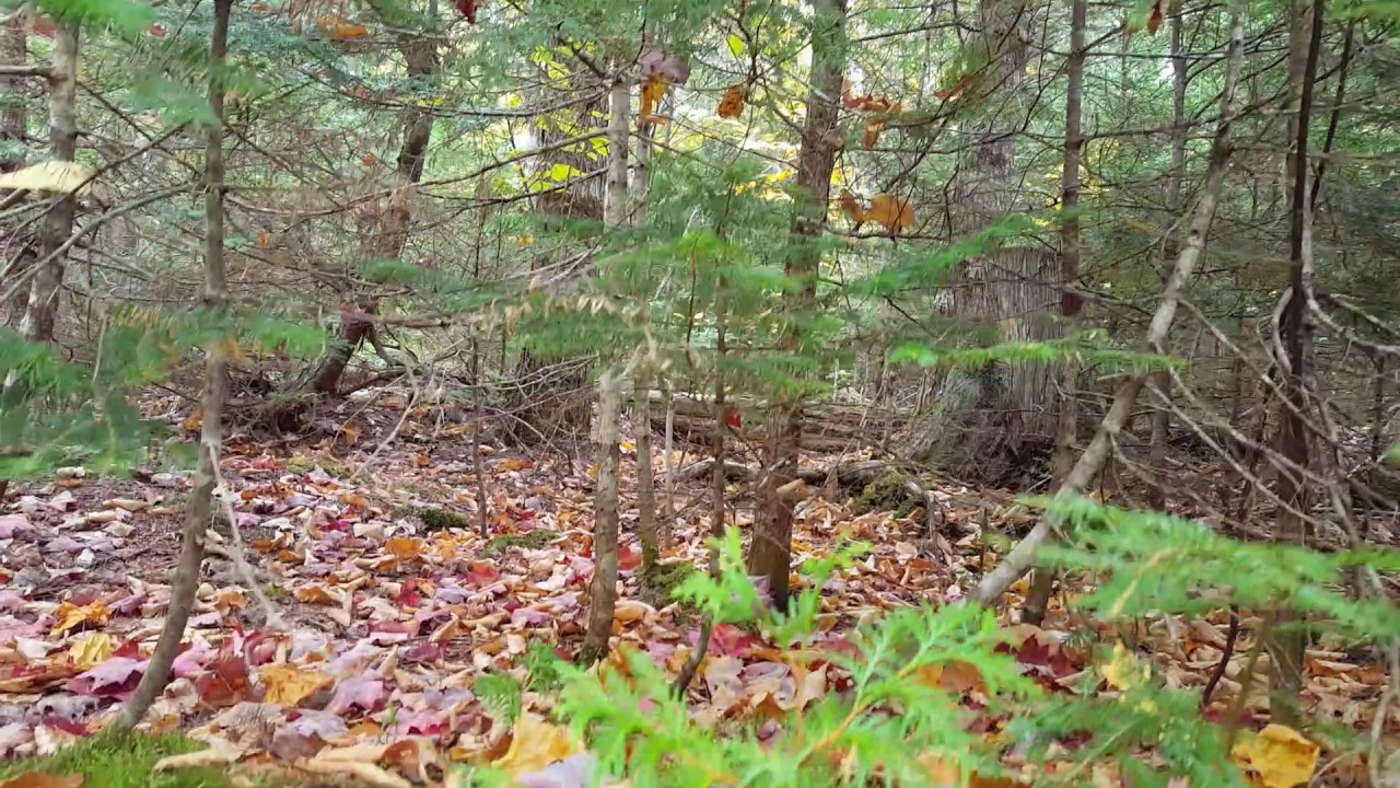 Snowshoe Hare Hunting With Beagles Briar Run Guide Service YouTube snowshoe-hare-hunting-with-beagles-briar-run-guide-service-youtube