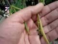 Collecting cleome seeds