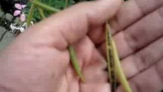 Collecting Cleome Seeds