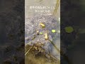 金色のおたまじゃくし、カエルになる