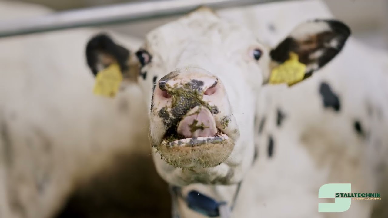Stalltechnik-B Service Kft. - Termelő istálló (K)