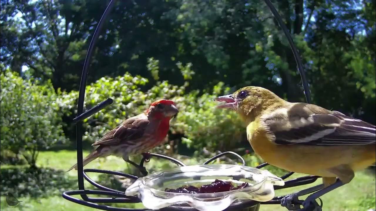 Orioles and others eating grape jelly YouTube