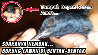 KACER BODI PROSPEK UNTUK LOMBA !! CIRI-CIRI KACER PETARUNG DAN BERSUARA KERAS