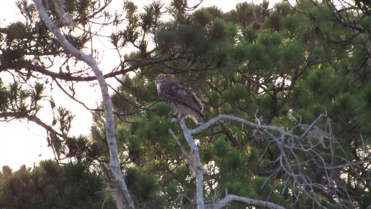 Great Horned Owls: South Venice Lemon Bay Preserve