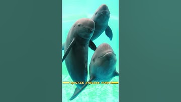 Top 10 most endangered animal in the world 🌎 #shorts #saveanimals