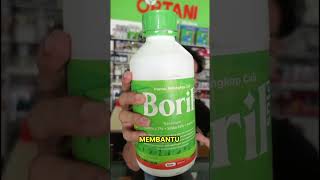 Agar Daun Bawang Merah Tegak