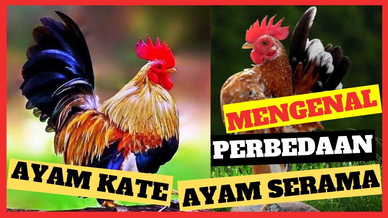 Mengenal Perbedaan Ayam Kate Dan Ayam Serama