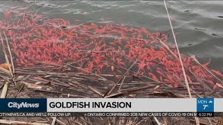 Goldfish invade Port Perry storm water pond by the thousands
