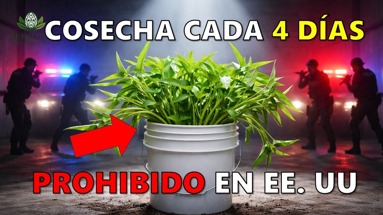 Cultiva Comida Ilimitada en un Balde: Cosecha Cada 4 Días. ¿Por Qué Es Ilegal en EE. UU.?
