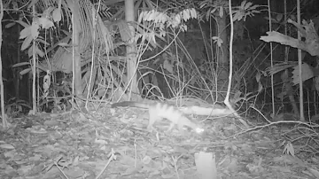 Banded Civet (Hemigalus derbyanus)