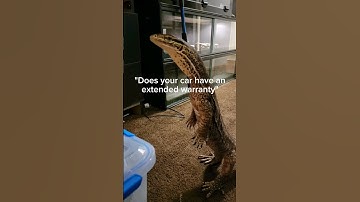 My pet monitor lizard thinks he