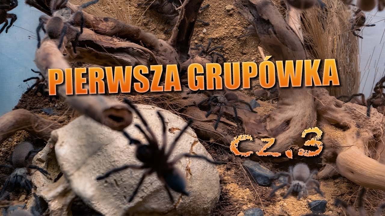 #127 Ponad 2️⃣0️⃣ pająków w jednym terrarium⁉️😱😱😱