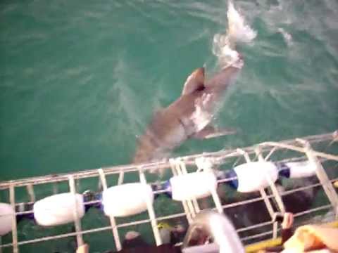 Fishing for Jaws - Great White Shark Diving with big splash! - YouTube