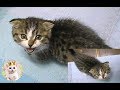 お腹空いた垂れ耳マンチカンの子猫 Hungry baby cat!