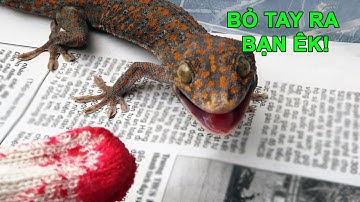Con Tắc Kè 100k Cực Kì Hung Dữ - Angry Geckko