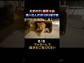 ガリガリ捨て猫保護8/8