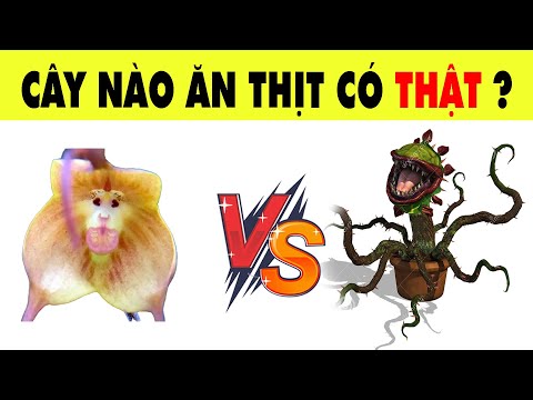 Video Nếu Vượt Qua 17 Câu Đố Này Thì Chắc Chắn Khả Năng Sinh... - youtube