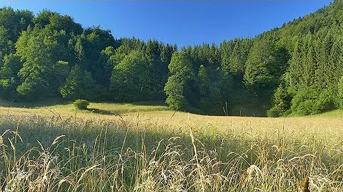 Summer Forest Meadow - 4K Relaxing Crickets, Chirping Birds, Bees & Wind