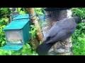 Female Blackbird On Spring Tuesday Visit To My Cottage Garden Scone Perth Perthshire Scotland