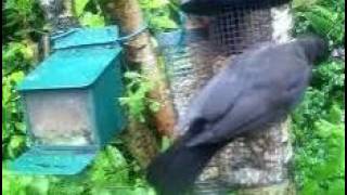 Female Blackbird On Spring Tuesday Visit To My Cottage Garden Scone Perth Perthshire Scotland