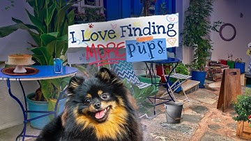 I Love Finding MORE Pups! Game Trailer