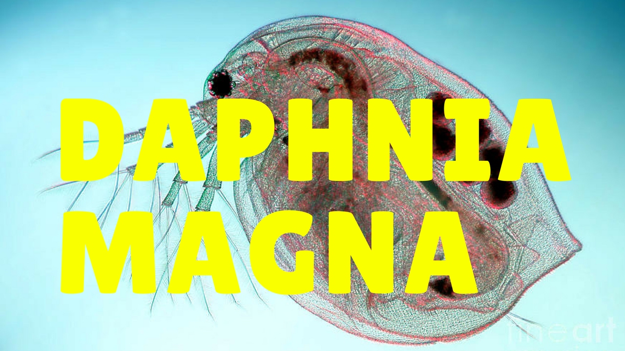 daphnia magna 